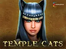 Temple Cats